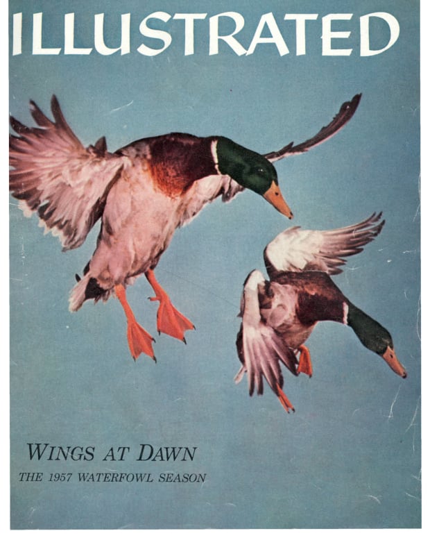 42776 - Cover Image